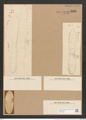 Nitzschia jelineckii Grun. (de-Toni-Nr.: Genus 47, Species 2025) Zeichnungen Sammlung Grunow Nr. 4006 (NHMW-BOT-W0371803)